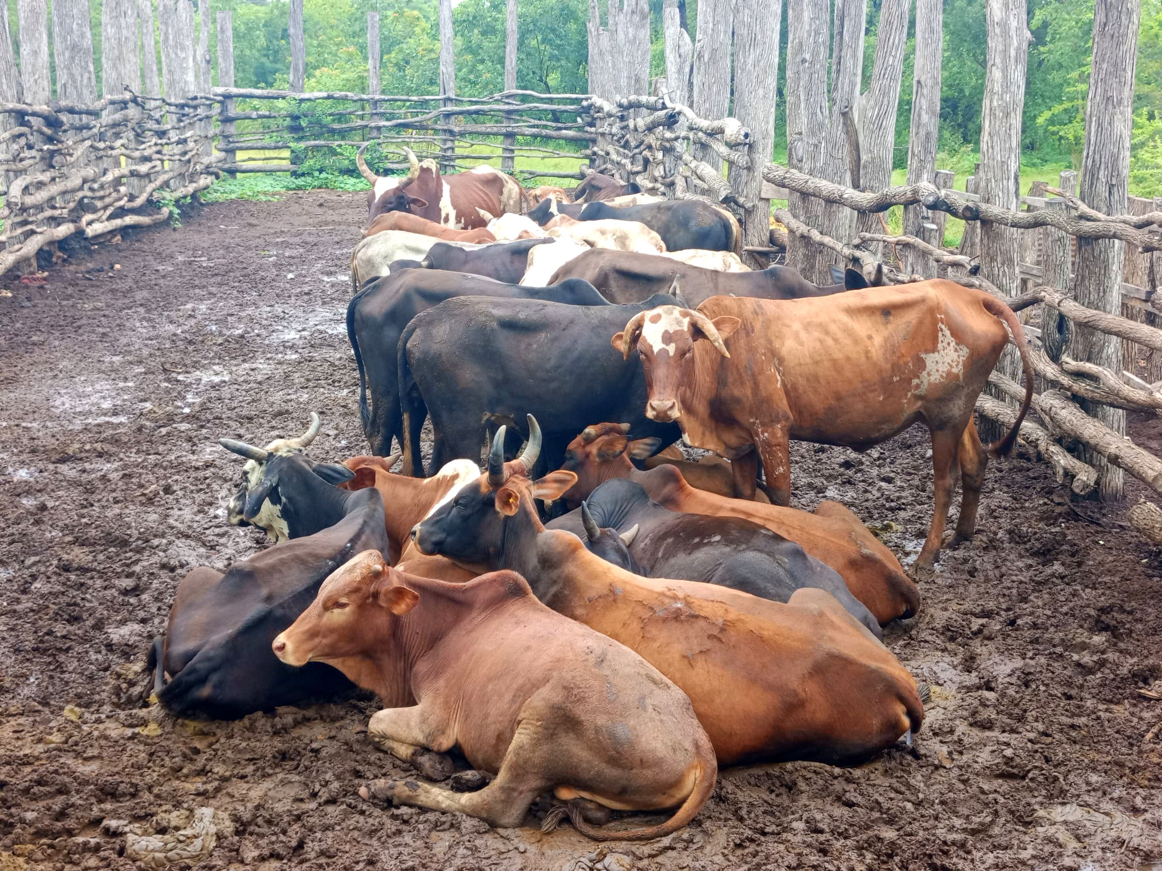 Cattle in the kraal